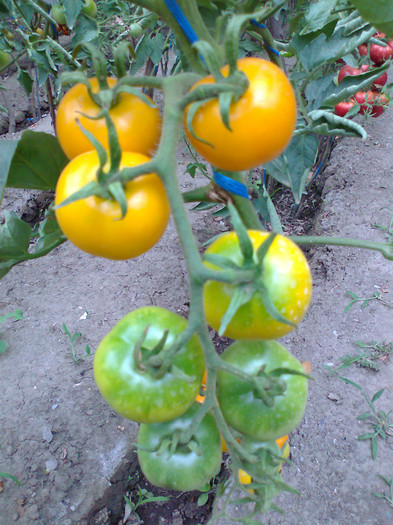 GOLDENE KONIGIN; GOLDENE KONIGIN
