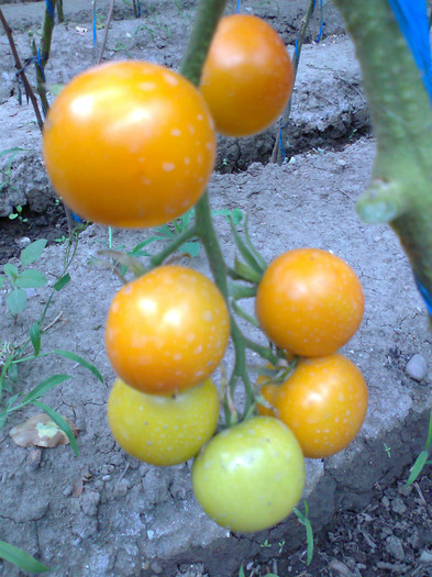 GOLDENE KONIGIN; GOLDENE KONIGIN

