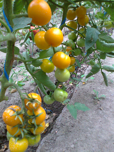 GOLDENE KONIGIN; GOLDENE KONIGIN
