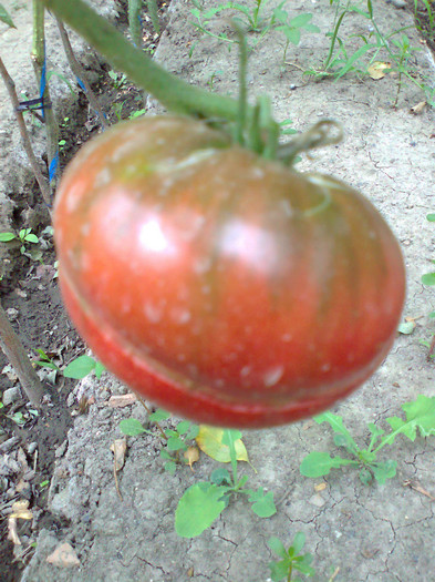 BLACK KRIM; BLACK KRIM
