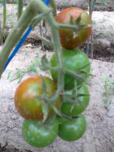 BLACK KUMATO; BLACK KUMATO
