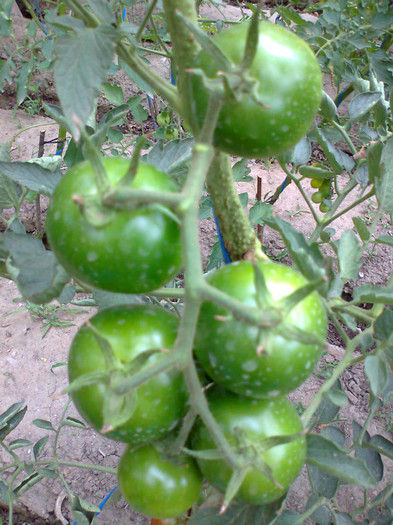 BLACK KUMATO; BLACK KUMATO
