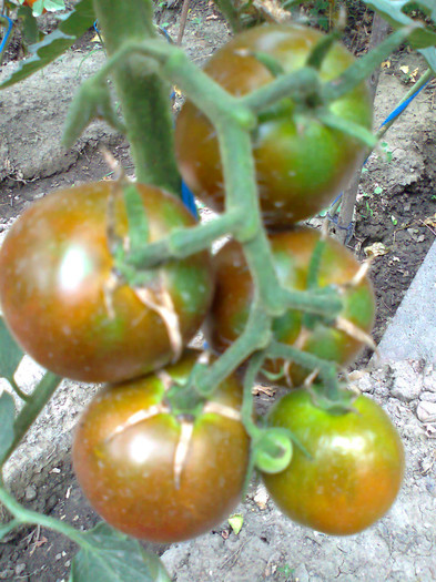 BLACK KUMATO; BLACK KUMATO
