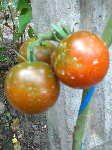 BLACK KUMATO; BLACK KUMATO
