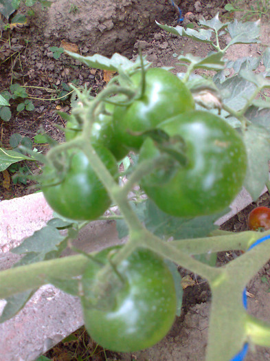 BLACK KUMATO; BLACK KUMATO
