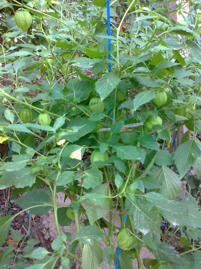 TOMATILLO GREEN; TOMATILLO GREEN
