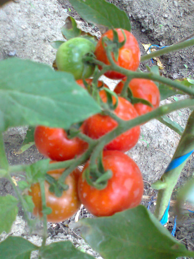 CHERRY GRANDE; CHERRY GRANDE
