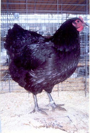 black_jersey_giant_hen - GAINI GIGANTUL GERSY