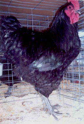 black_jersey_giant_rooster - GAINI GIGANTUL GERSY