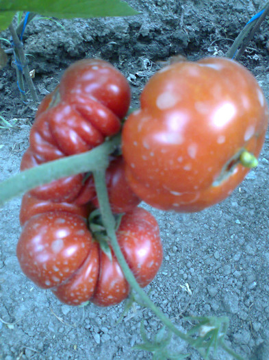 COSTOLUTO FIORENTINO; COSTOLUTO FIORENTINO
