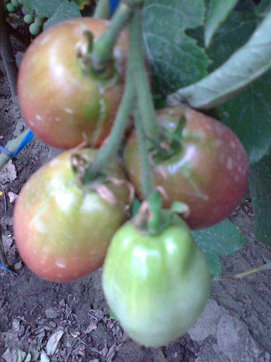 PURPLE RUSIAN; PURPLE RUSIAN
