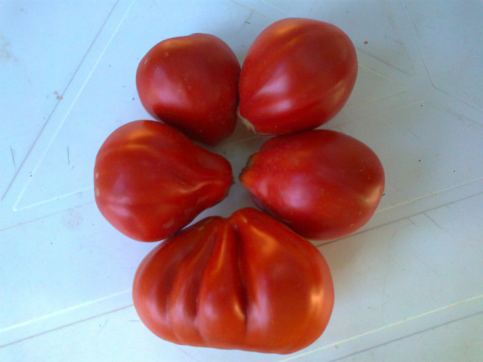 RED TRUFLE; RED TRUFLE

