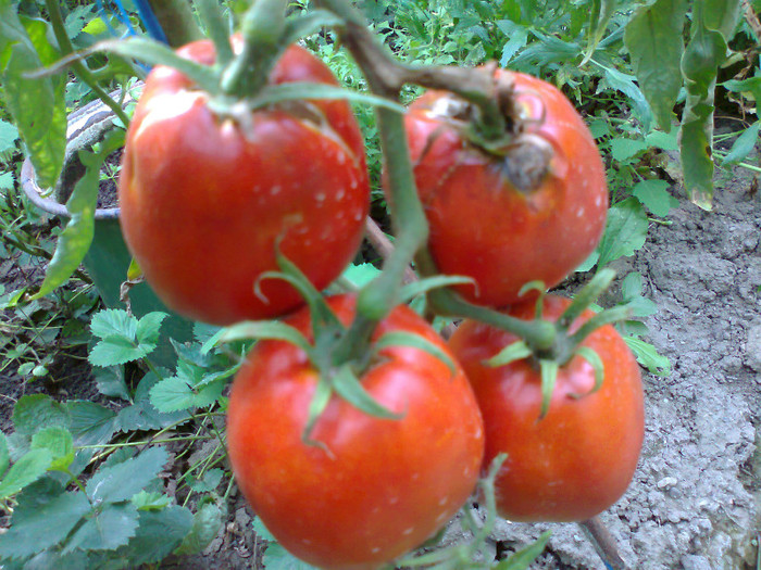 PRAHOVA GORNET SVGB; PRAHOVA GORNET SVGB
