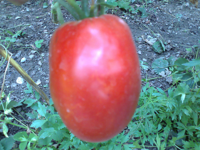 PRAHOVA GORNET SVGB; PRAHOVA GORNET SVGB
