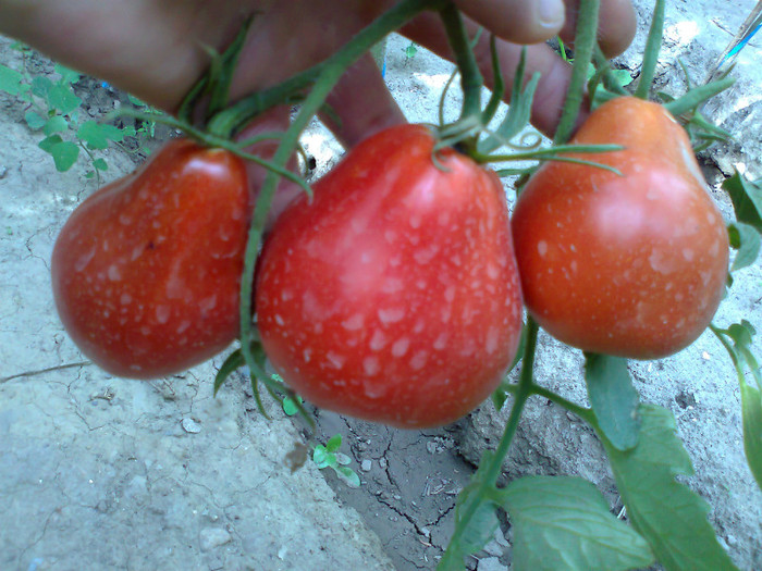 RED TRUFLE; RED TRUFLE
