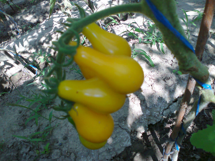 YELLOW PEAR; YELLOW PEAR
