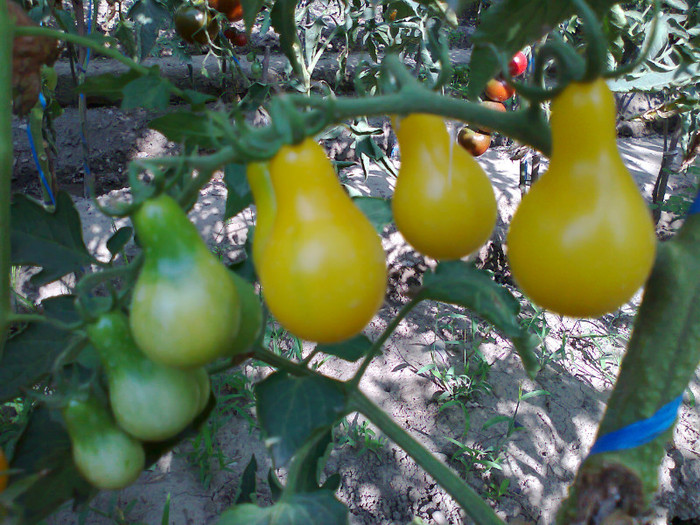 YELLOW PEAR; YELLOW PEAR
