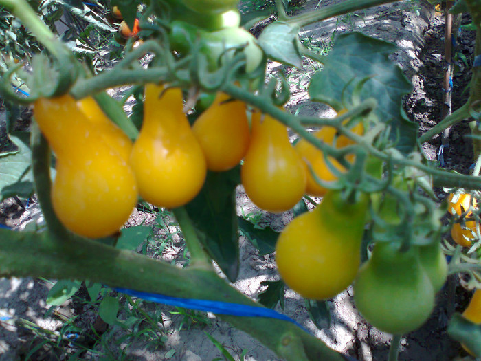 YELLOW PEAR; YELLOW PEAR
