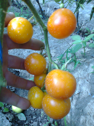 GOLDENE KONIGIN; GOLDENE KONIGIN
