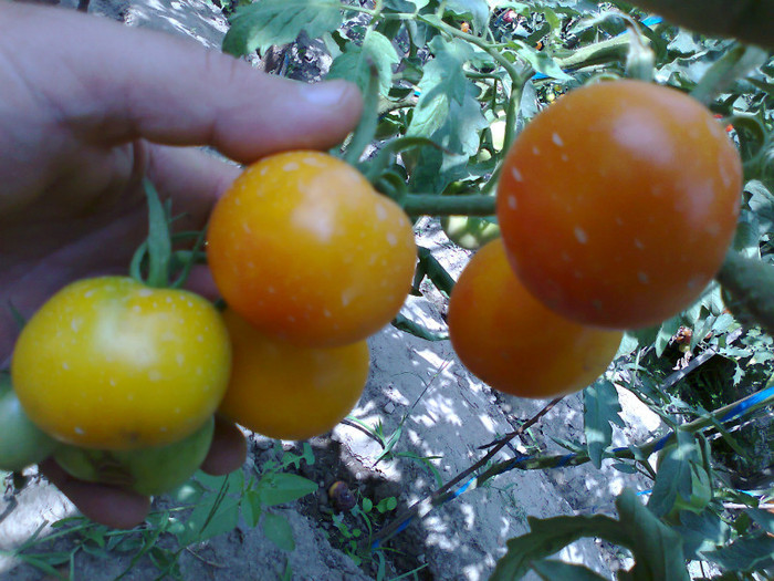 GOLDENE KONIGIN; GOLDENE KONIGIN
