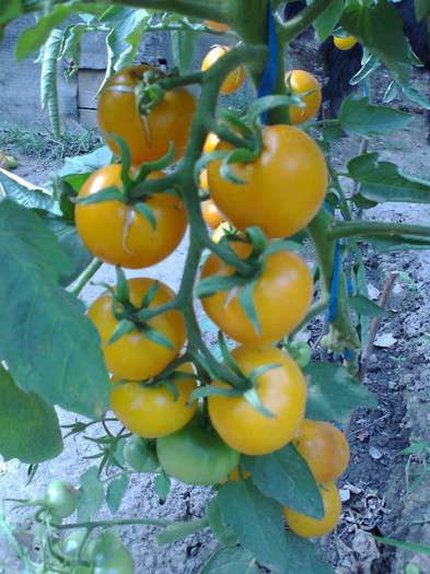 GOLDENE KONIGIN; GOLDENE KONIGIN
