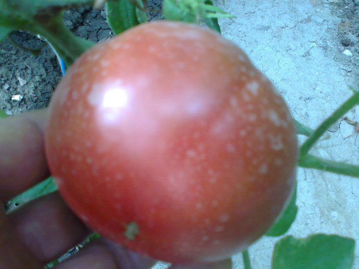 BLACK KRIM; BLACK KRIM

