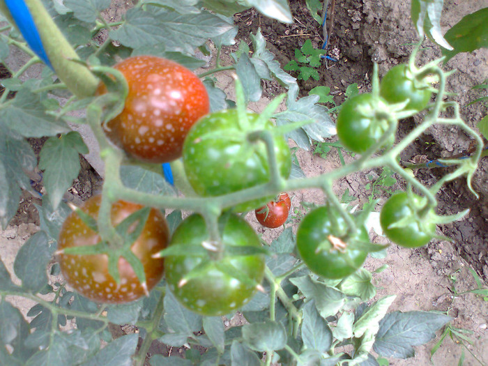 BLACK KUMATO; BLACK KUMATO
