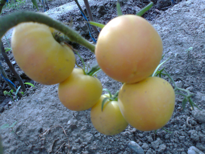 WAPSIPINICON PEACH; WAPSIPINNICON PEACH
