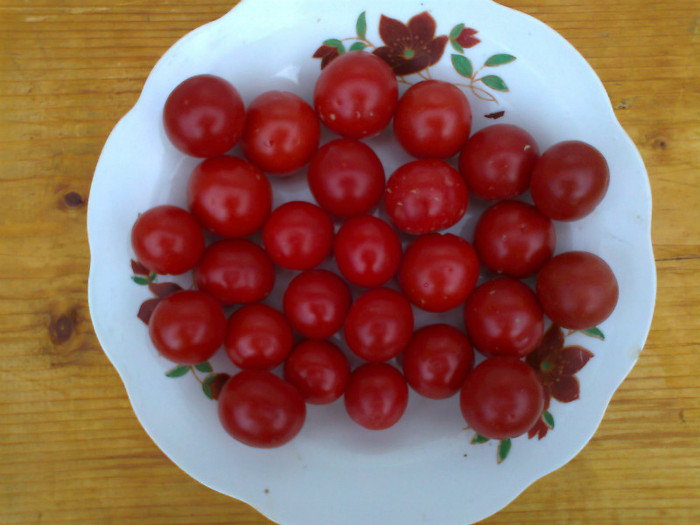 RIESENTRAUBE; RIESENTRAUBE
