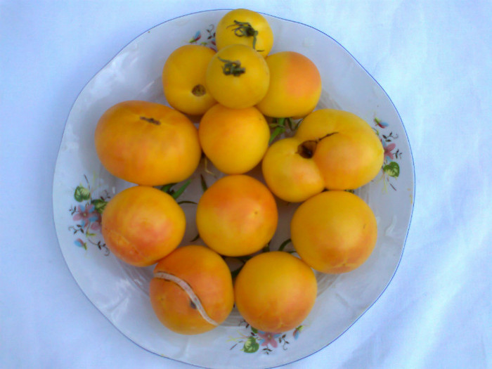 WAPSIPINICON PEACH; WAPSIPINICON PEACH

