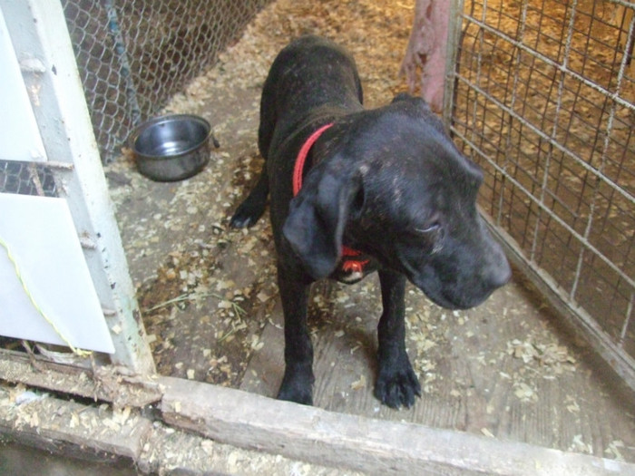 DSCF4727 - cane corso