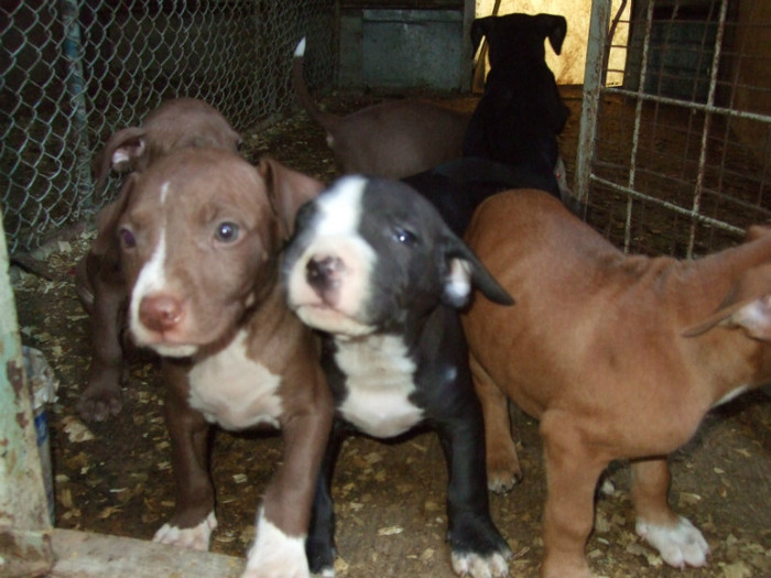 DSCF4554 - amstaff 2