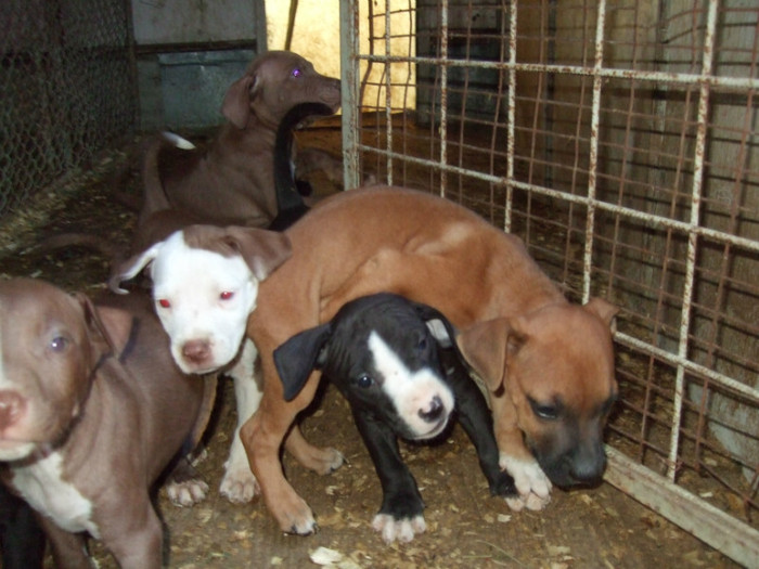 DSCF4548 - amstaff 2