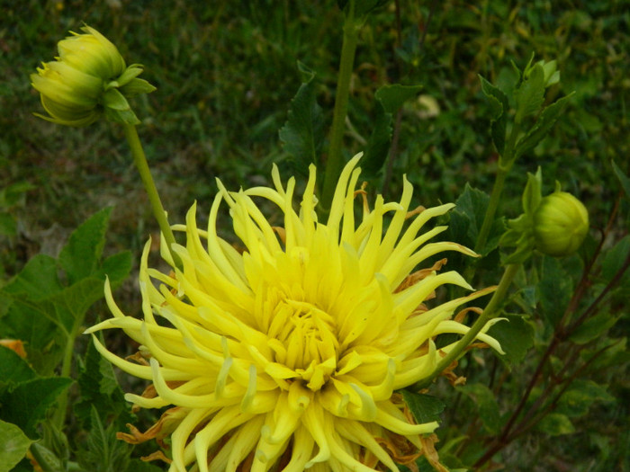 013 - 9_SEPTEMBRIE