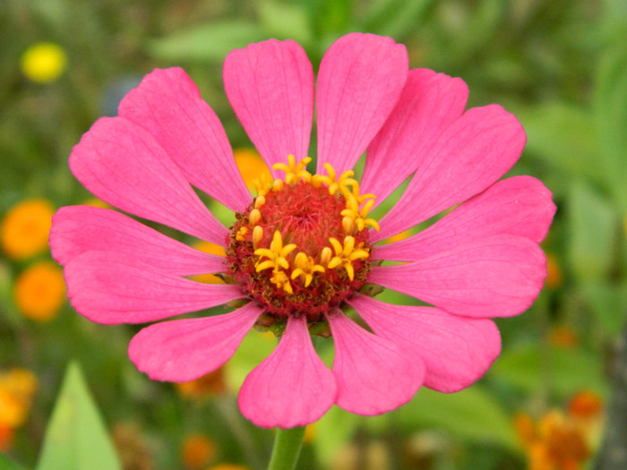 016 - 9_SEPTEMBRIE