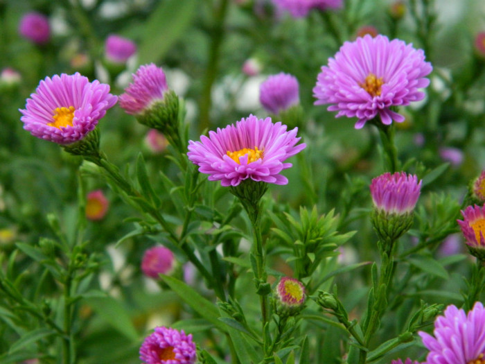 019 - 9_SEPTEMBRIE