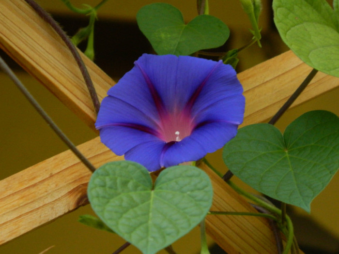 026 - 9_SEPTEMBRIE