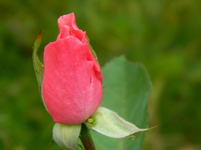 031 - 9_SEPTEMBRIE