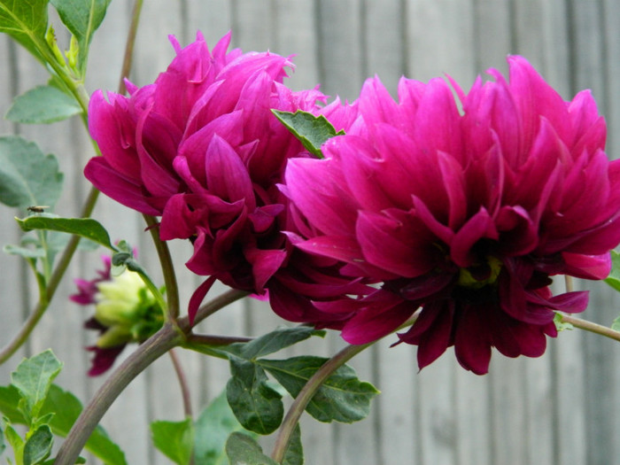 050 - 9_SEPTEMBRIE