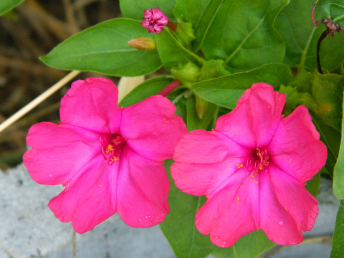 064 - 9_SEPTEMBRIE