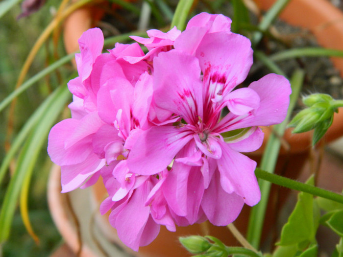 068 - 9_SEPTEMBRIE