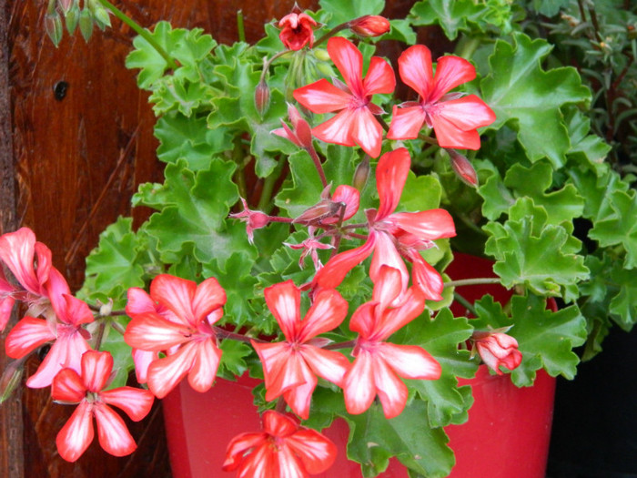 069 - 9_SEPTEMBRIE