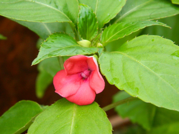 072 - 9_SEPTEMBRIE