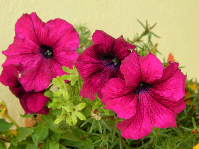 092 - 9_SEPTEMBRIE