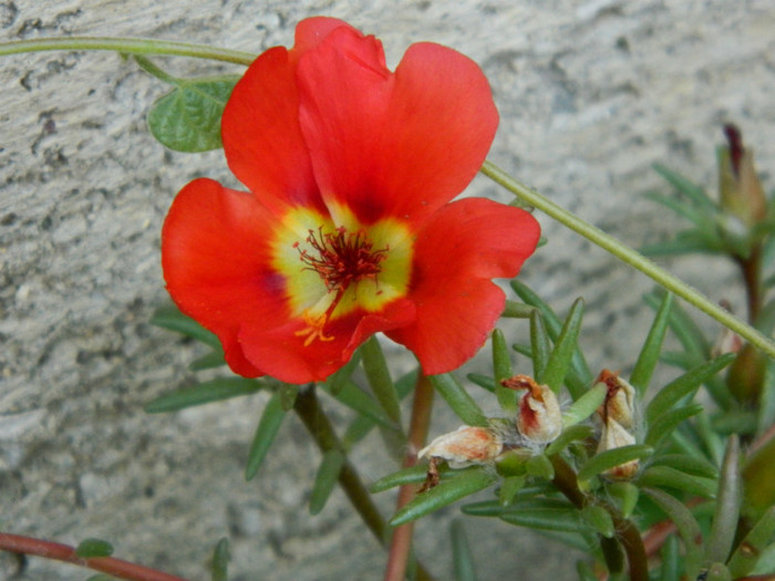 093 - 9_SEPTEMBRIE