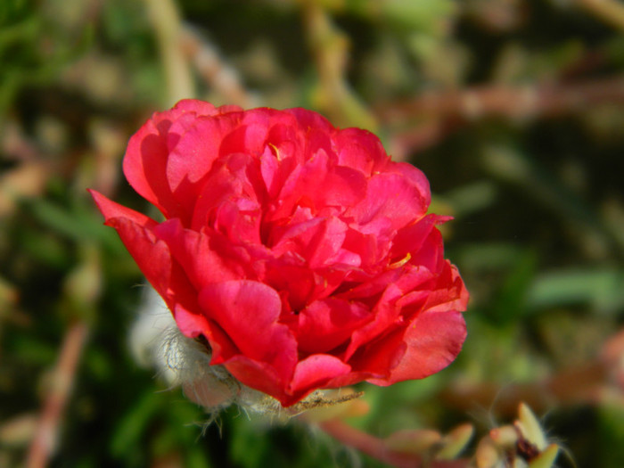 103 - 9_SEPTEMBRIE
