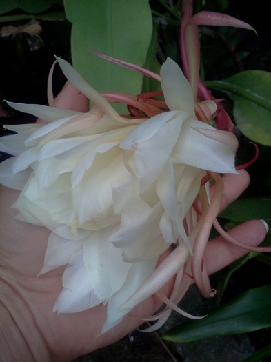 epiphyllum oxypetalum; din pacate am ratat inflorirea....
