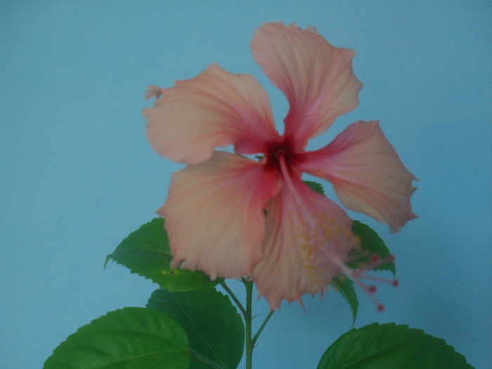 Hawaiian Salmone Sport