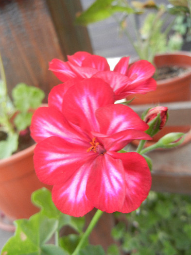 Ivy geranium Lia (2012, Sep.18)