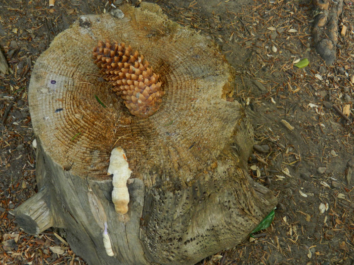 DSCN9840 - 1 VACANTA SEPTEMBRIE 2012